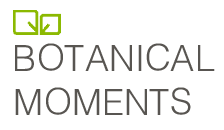 Botanical Moments logo