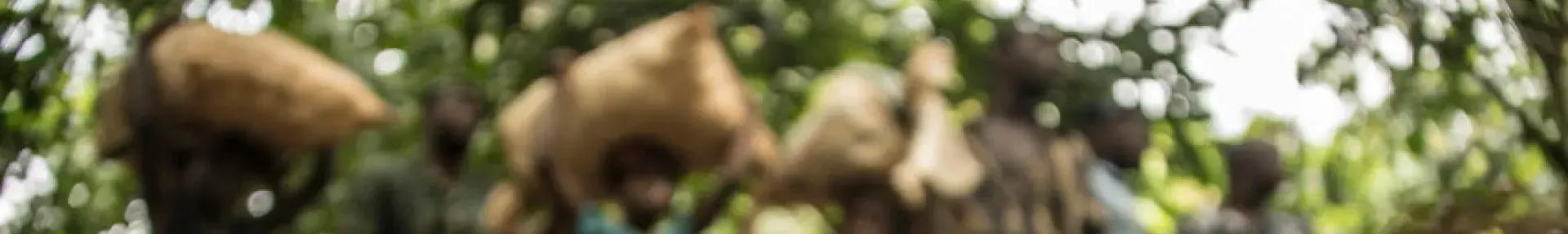 Image: child laborers in cocoa field. Topic: Tell Godiva: End Child Labor