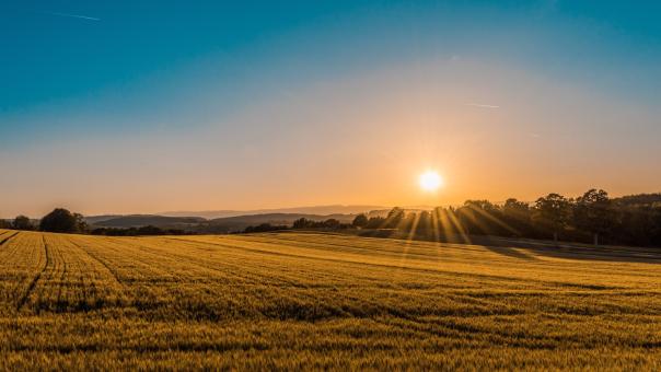 farm field with sun setting