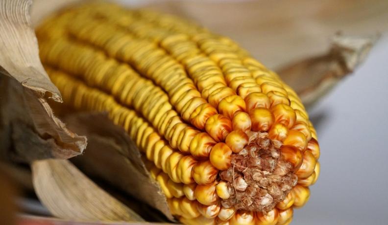 non GMO corn