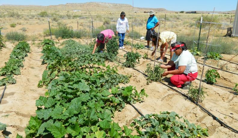 Image: Seniors at Sipaulovi Development Corporation in Arizona restore the terrace gardens and a spring. Title: Native Growers Decolonize Regenerative Agriculture