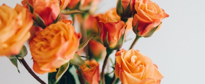 beautiful orange roses against a white background