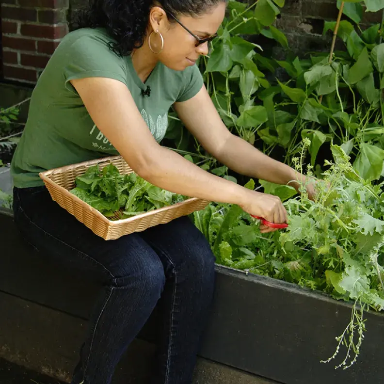 Image: Patti Moreno cutting greens. Title: Urban Gardening Made Easy