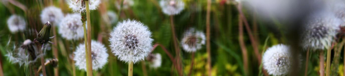 close-up of dandelions, learn from weeds