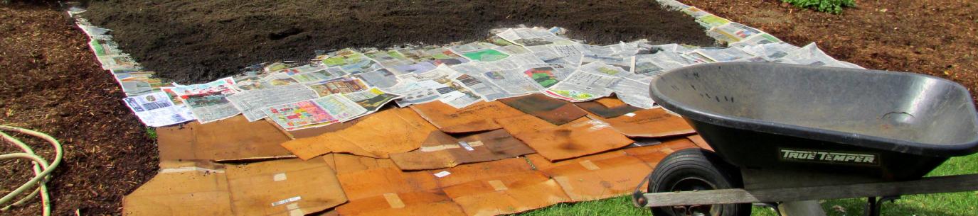 lawn being transformed into a climate victory garden with layers of cardboard and newspaper