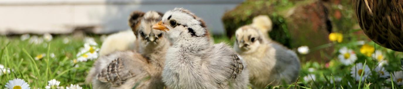 raising chickens in a yard, climate victory garden