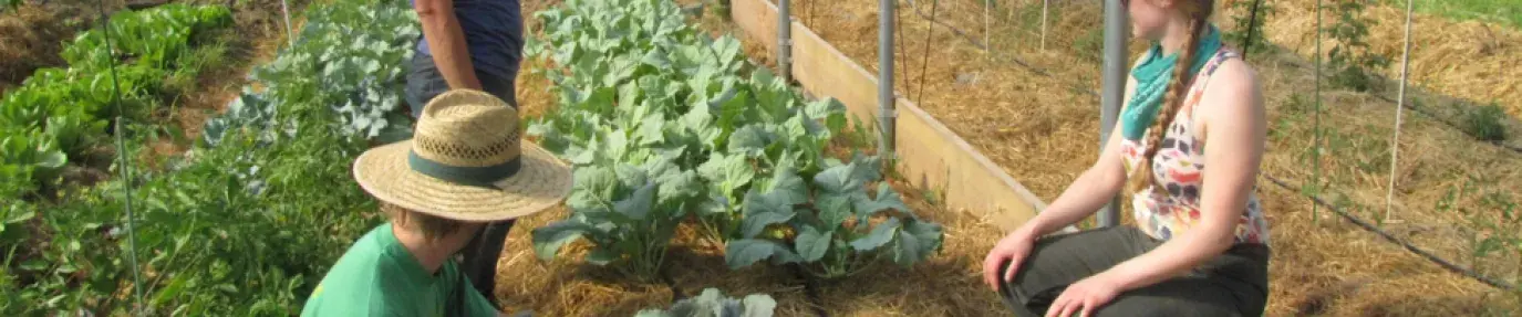 Young farmers working with vegetables on a small farm