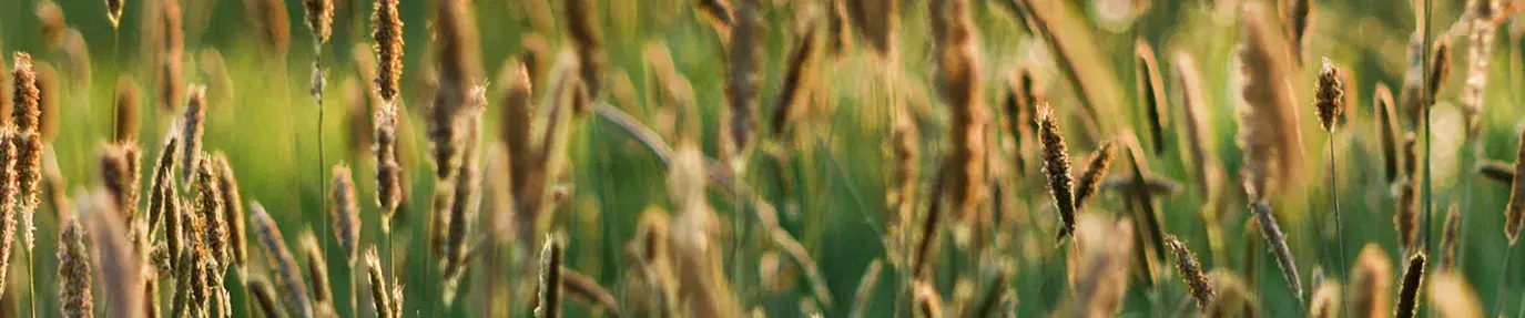 Image: wheat field. Regenerative agriculture.
