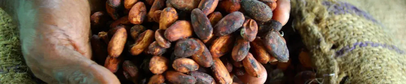 Dried cocoa beans for export