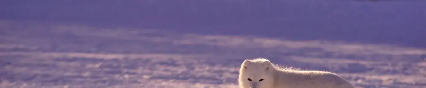 arctic fox standing in the snowy landscape looking at the camera