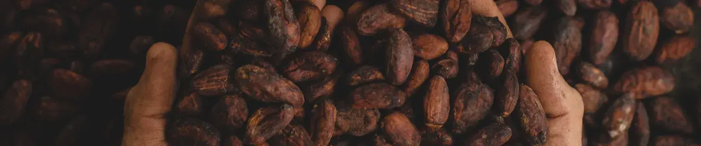 A pair of hands scooping up cocoa beans