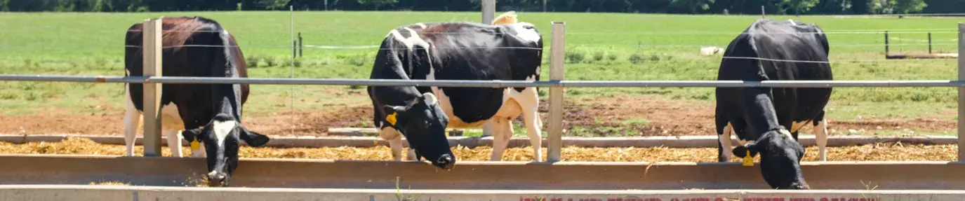Three cows eat from a feed on a farm. Industrialized Dairy Operations.