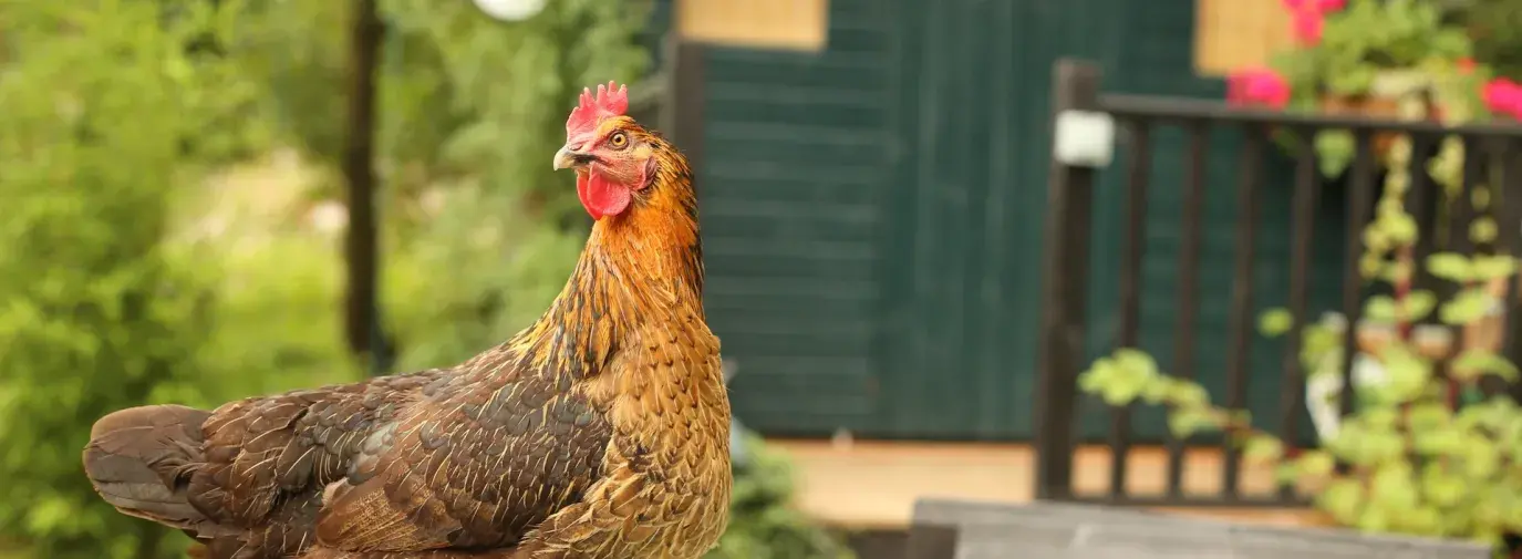 Image: chicken in yard with shed in background; Topic: The Many Benefits of Backyard Chickens