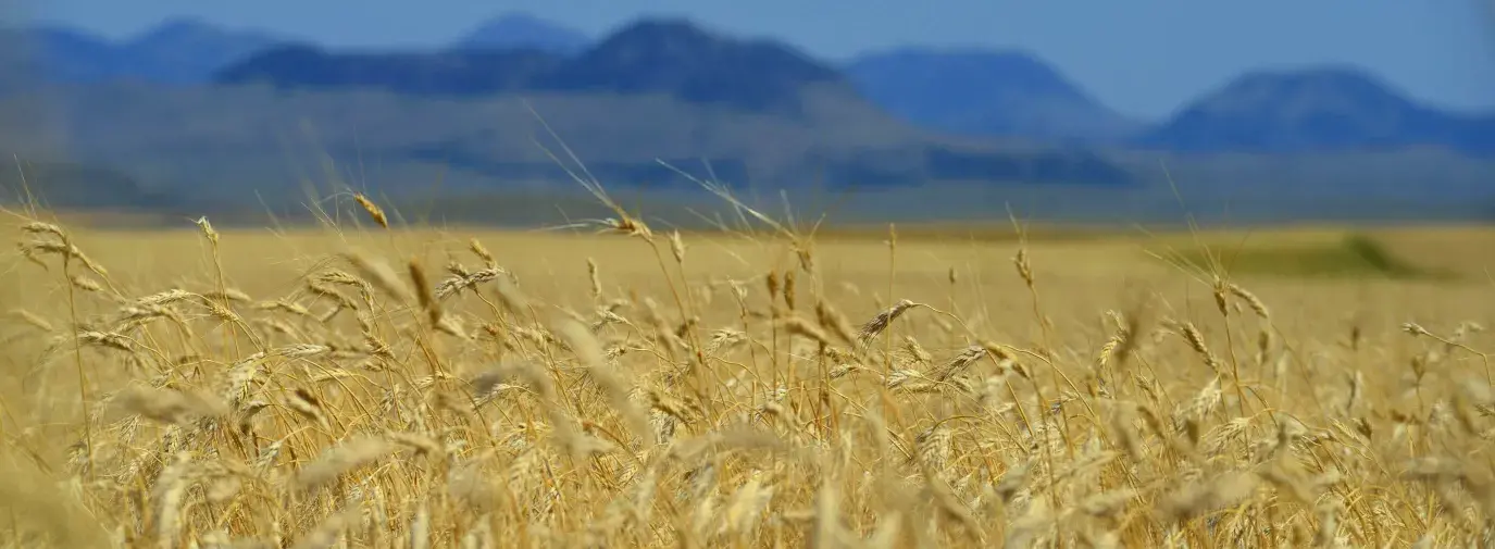 Image: field of wheat with mountains in background. Topic: What's Wrong with Modern Wheat 