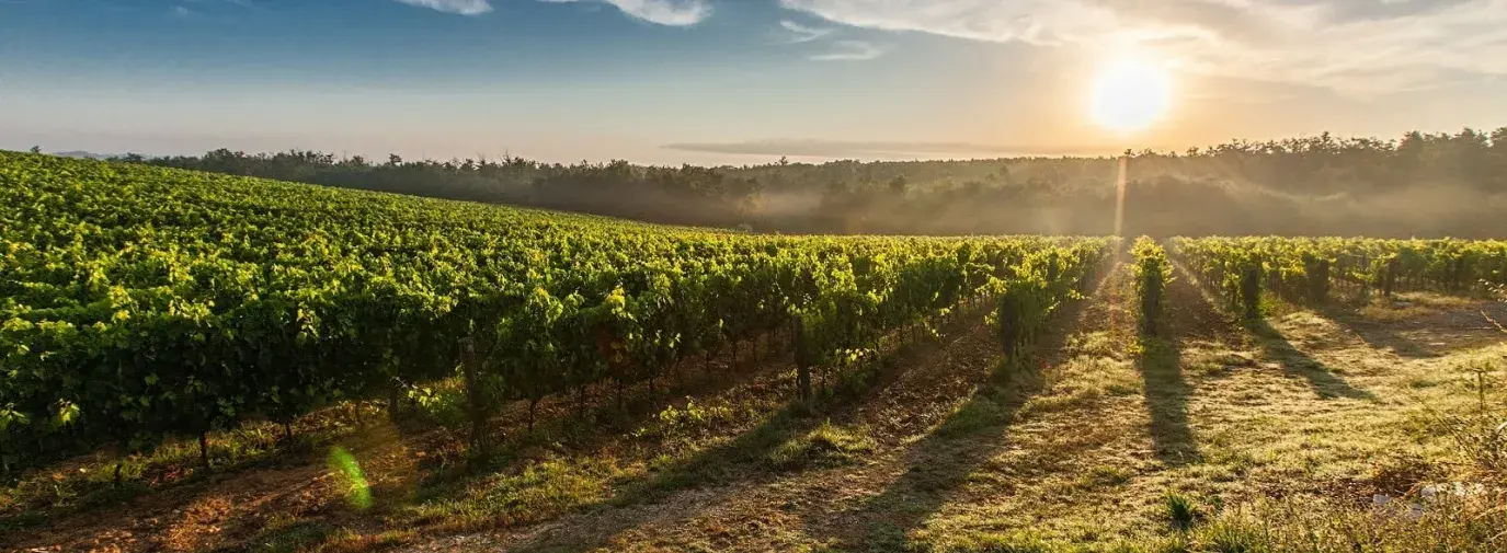 Image: sunrise over a vineyard. Title: Other GMO Issues