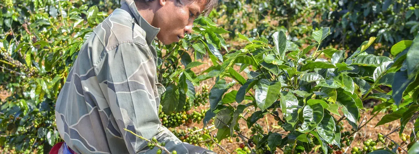 farmer picking coffee berries