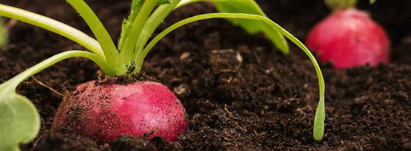 Image: radish in the soil. Topic: Regenerative Agriculture 101