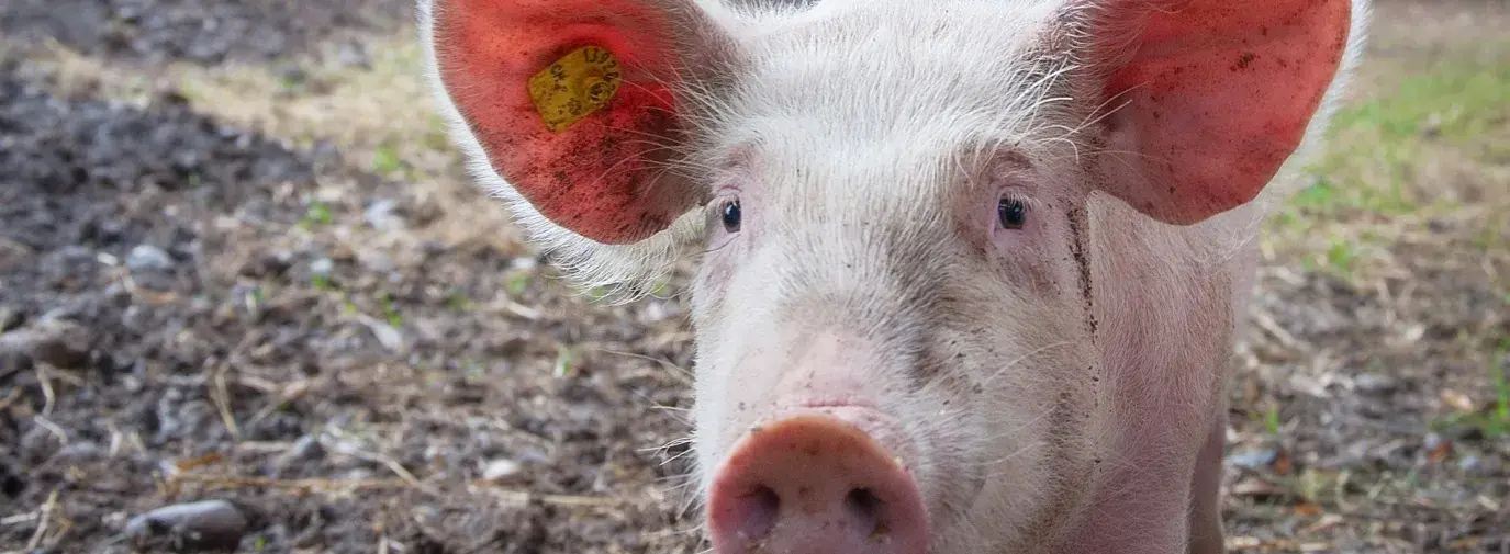 Image: pig on a farm. Title: Olive Garden Takes Important Steps on Animal Welfare