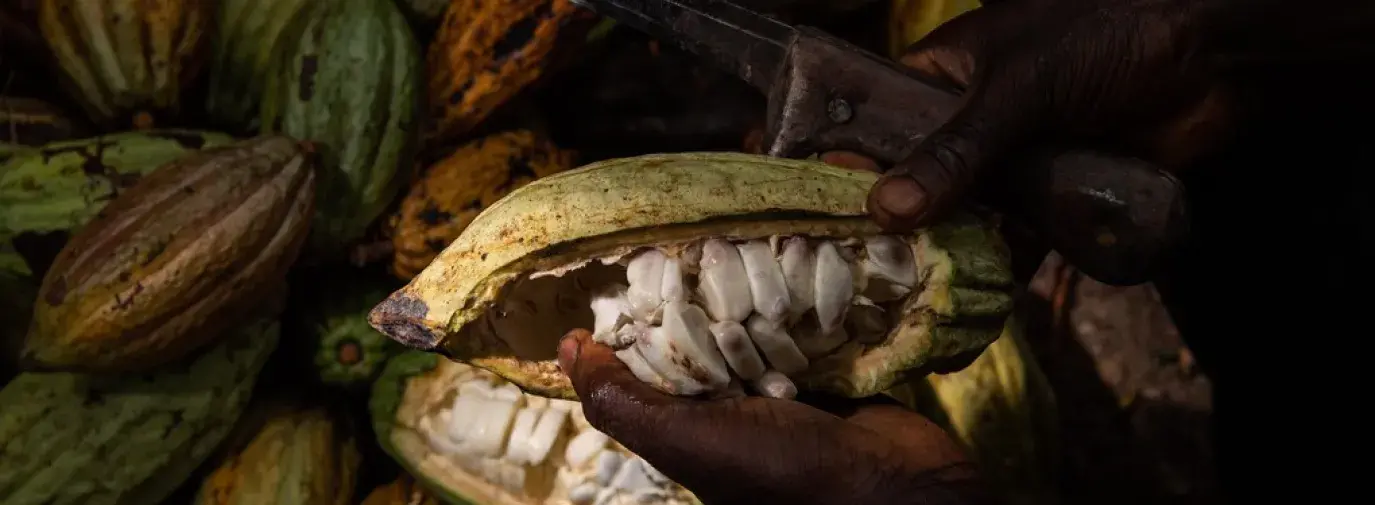 A worker cuts a cocoa pod to collect the beans.