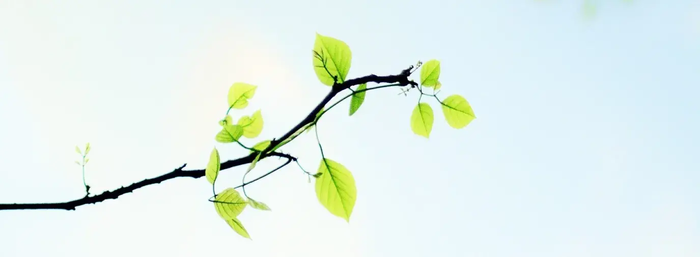 green leafy branch and a bright blue sky, eco-friendly trends turn to nature