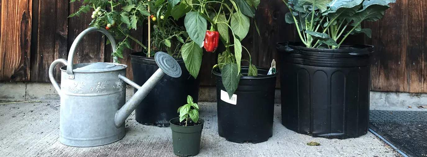 plants growing in plastic pots on a patio