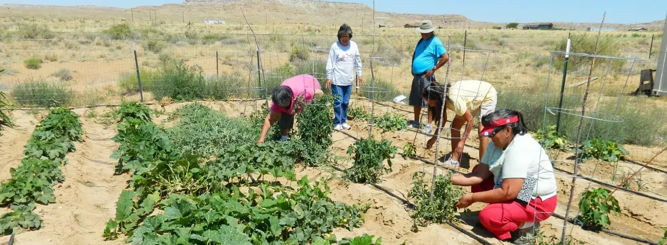 As part of a 2012 project, seniors at Sipaulovi Development Corporation in Arizona restore the terrace gardens and a spring, which had been used in the past by Hopi family members, for planting squash, mint, tobacco, and other herbs on the mesa. Photo from Sipaulovi Development Corporation and First Nations Development Institute. 