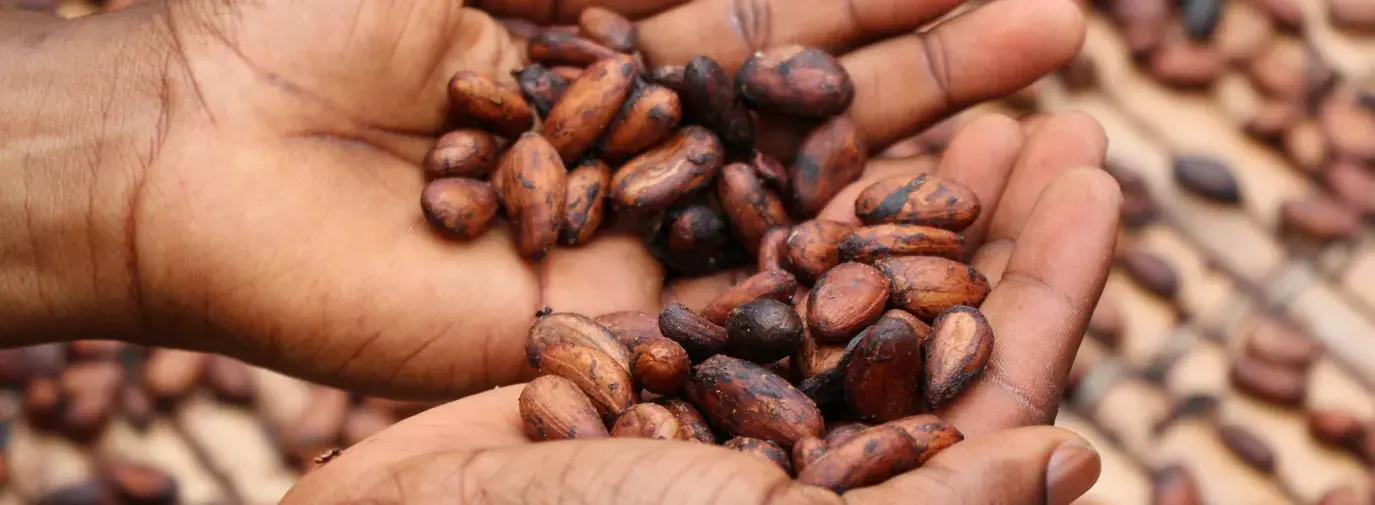 Image: hands holding cocoa beans. Title: What does child labor in chocolate look like?