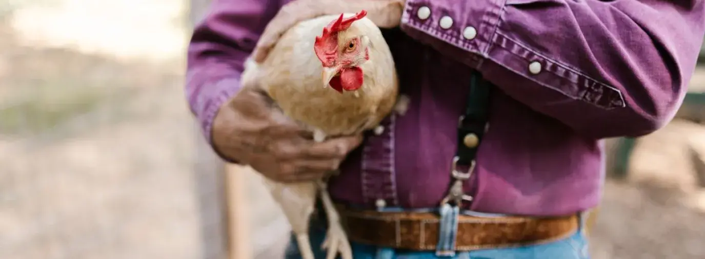chicken being held by a farmer