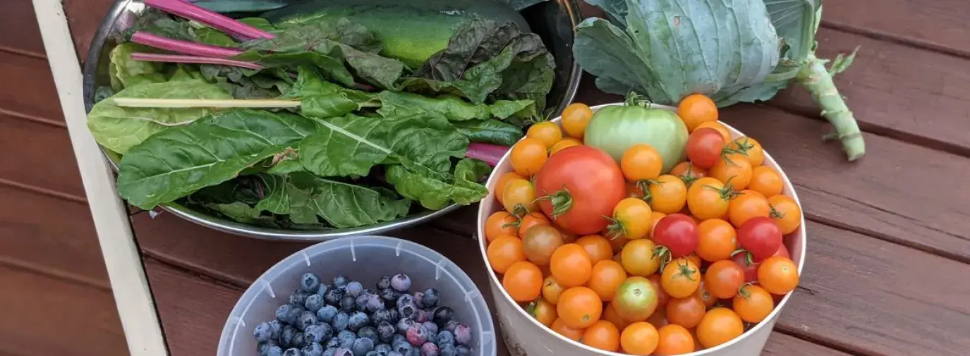 Lettuce, blueberries, and tomatoes in different bowls on a picnic table.