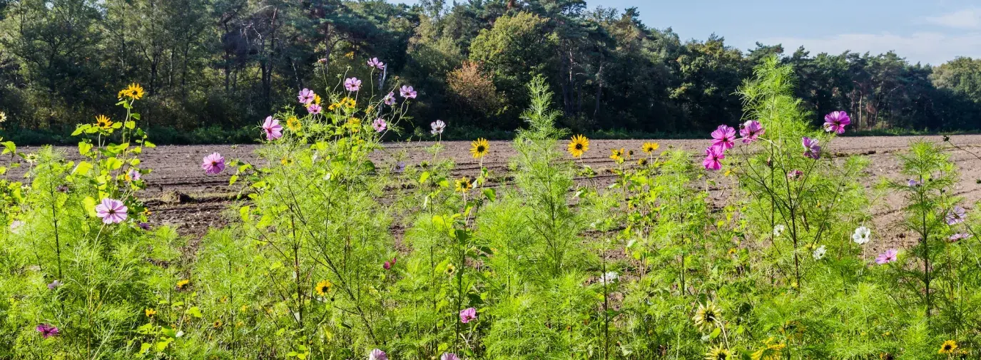 regenerative farm field with biodiversity, soil health, carbon capture