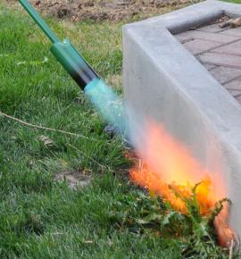 A close-up of a flame coming out of a hose to burn a weed. Climate Victory Gardens.