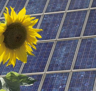 sunflower and solar panels