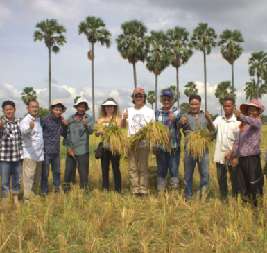 Caryl Levine and Ken Lee (center holding rice stalks) with staff from the Cambodian Center for Study and Development in Agriculture staff and SRI farmers