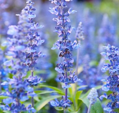 A field of flowering blue hyssop herbs