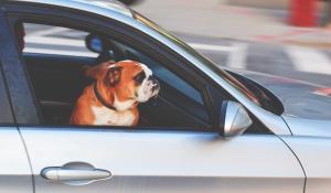 Image: dog sitting in front seat of car. Topic: Carpool for the Climate and Community