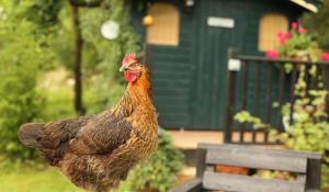 Image: chicken in yard with shed in background; Topic: The Many Benefits of Backyard Chickens