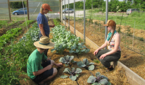 Young farmers working with vegetables on a small farm