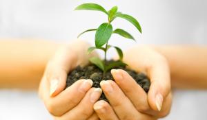 hands holding a plant