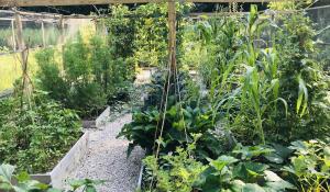 Priscilla Woolworth's Climate Victory Garden