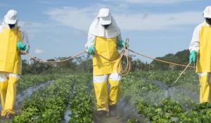 Farmworkers spraying pesticides