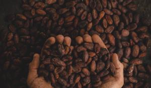 A pair of hands scooping up cocoa beans