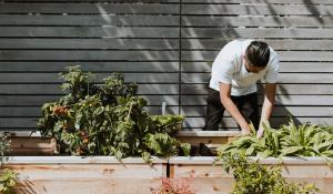 Register your Climate Victory Garden