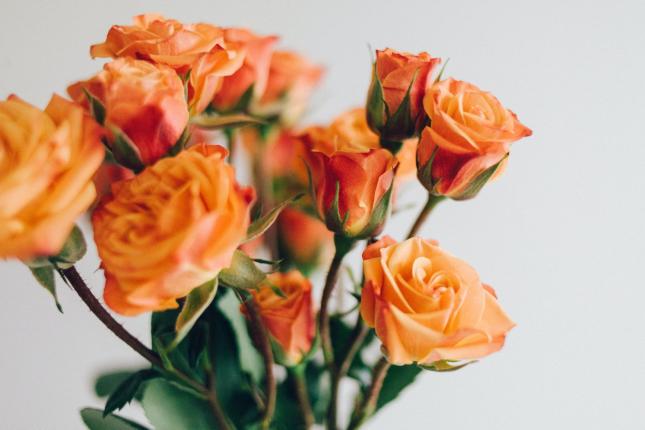 beautiful orange roses against a white background