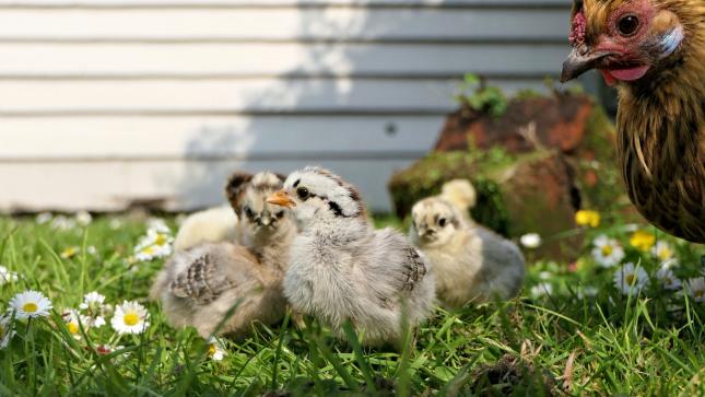 raising chickens in a yard, climate victory garden