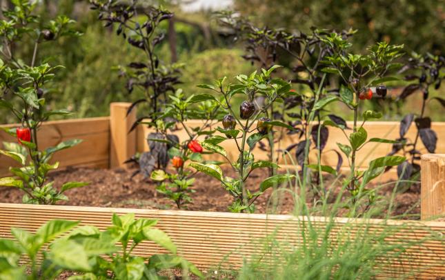 raised garden beds made out of wood showing colorful peppers
