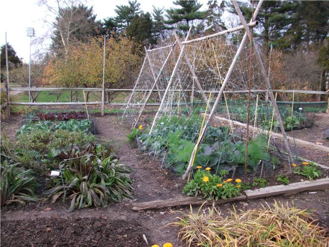 Climate Victory Garden with raised beds and trellis to show garden size and layout