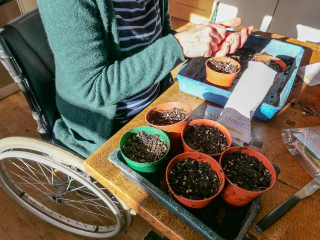 woman planting seeds in pots filled with dirt on a table, choosing seeds vs transplants for her climate victory garden