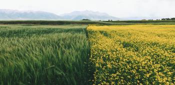 Image: two crops in a field. Topic: Methods of Regenerative Agriculture: #3 Cover Crops & Crop Rotation