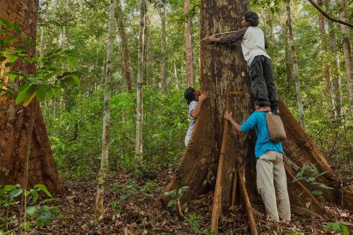 sustainable forest management (Alamy).jpg